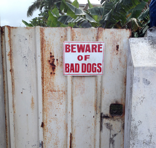 bad_dogs_web